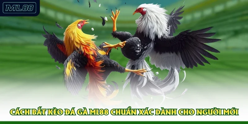 Cách Bắt Kèo Đá Gà ML88 Chuẩn Xác Dành Cho Người Mới