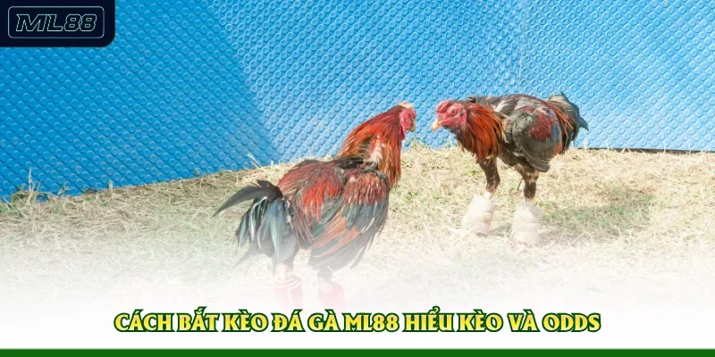 Cách bắt kèo đá gà ML88 hiểu kèo và odds