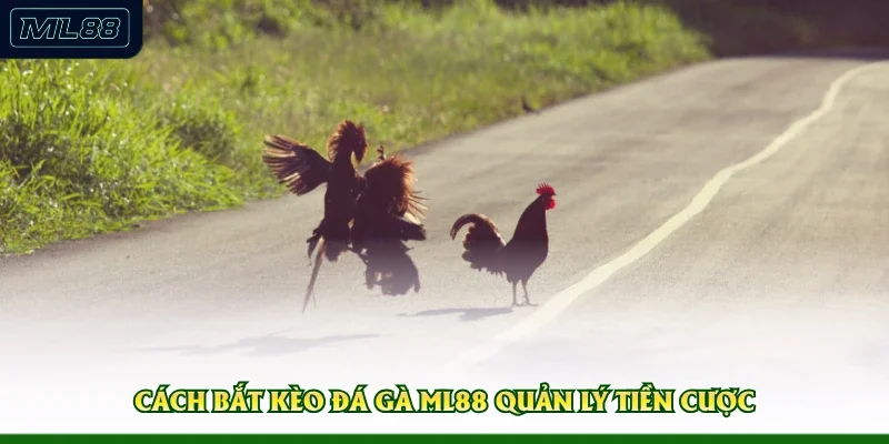 Cách bắt kèo đá gà ML88 quản lý tiền cược