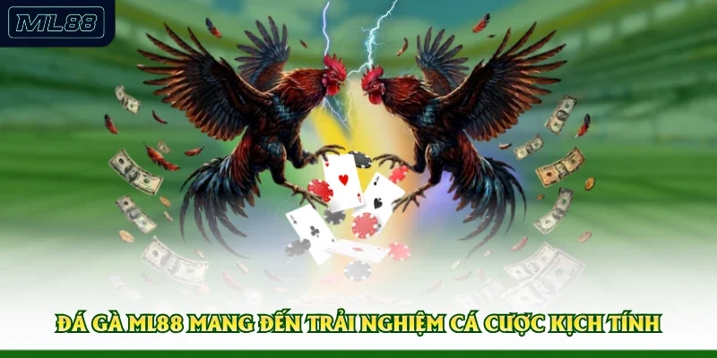 Đá gà ML88 mang đến trải nghiệm cá cược kịch tính