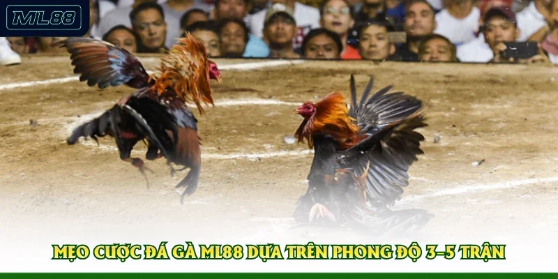 Mẹo cược đá gà ML88 dựa trên phong độ 3–5 trận 