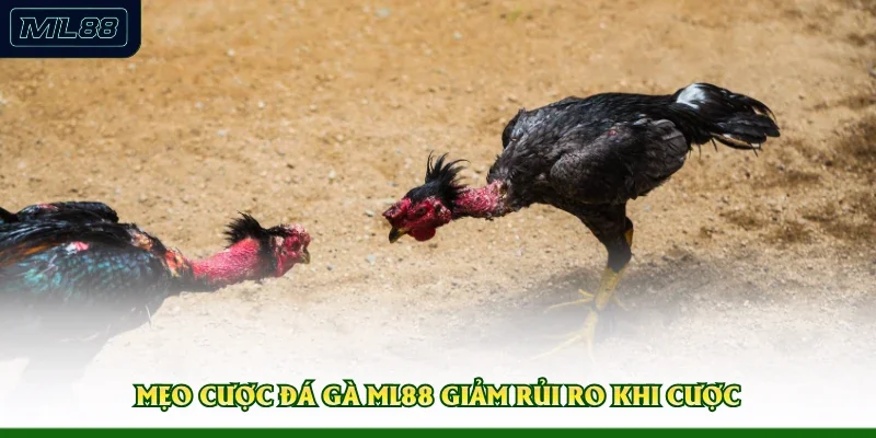 Mẹo cược đá gà ML88 giảm rủi ro khi cược 