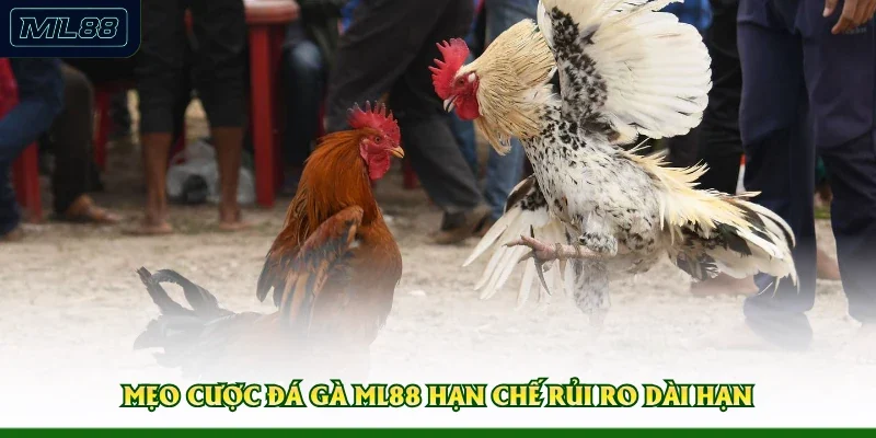 Mẹo cược đá gà ML88 hạn chế rủi ro dài hạn