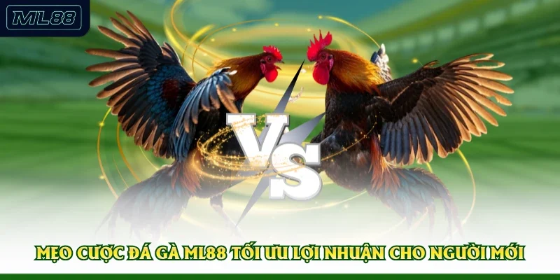 Mẹo Cược Đá Gà ML88 Tối Ưu Lợi Nhuận Cho Người Mới