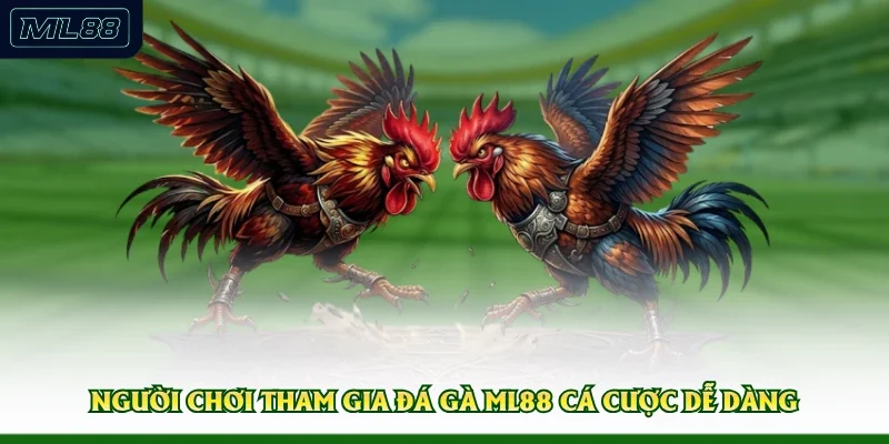 Người chơi tham gia đá gà ML88 cá cược dễ dàng