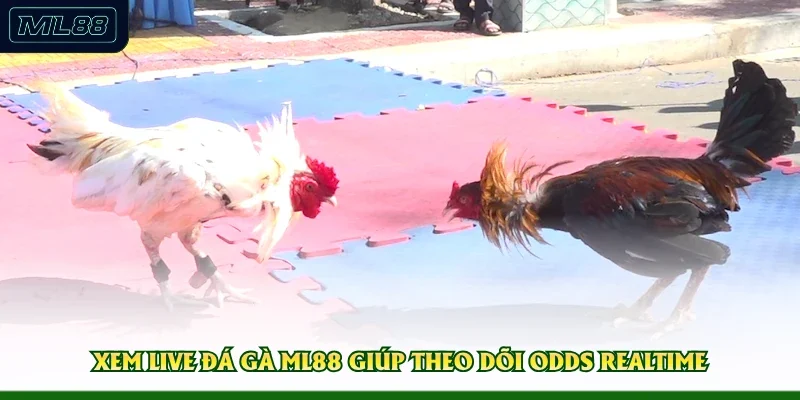 Xem live đá gà ML88 giúp theo dõi odds realtime 