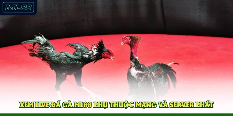 Xem live đá gà ML88 phụ thuộc mạng và server phát 