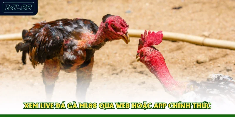 Xem live đá gà ML88 qua web hoặc app chính thức 