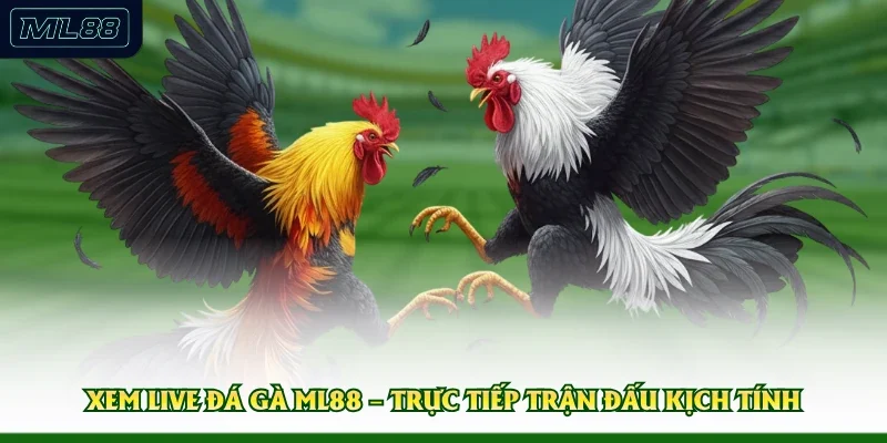 Xem Live Đá Gà ML88 – Trực Tiếp Trận Đấu Kịch Tính
